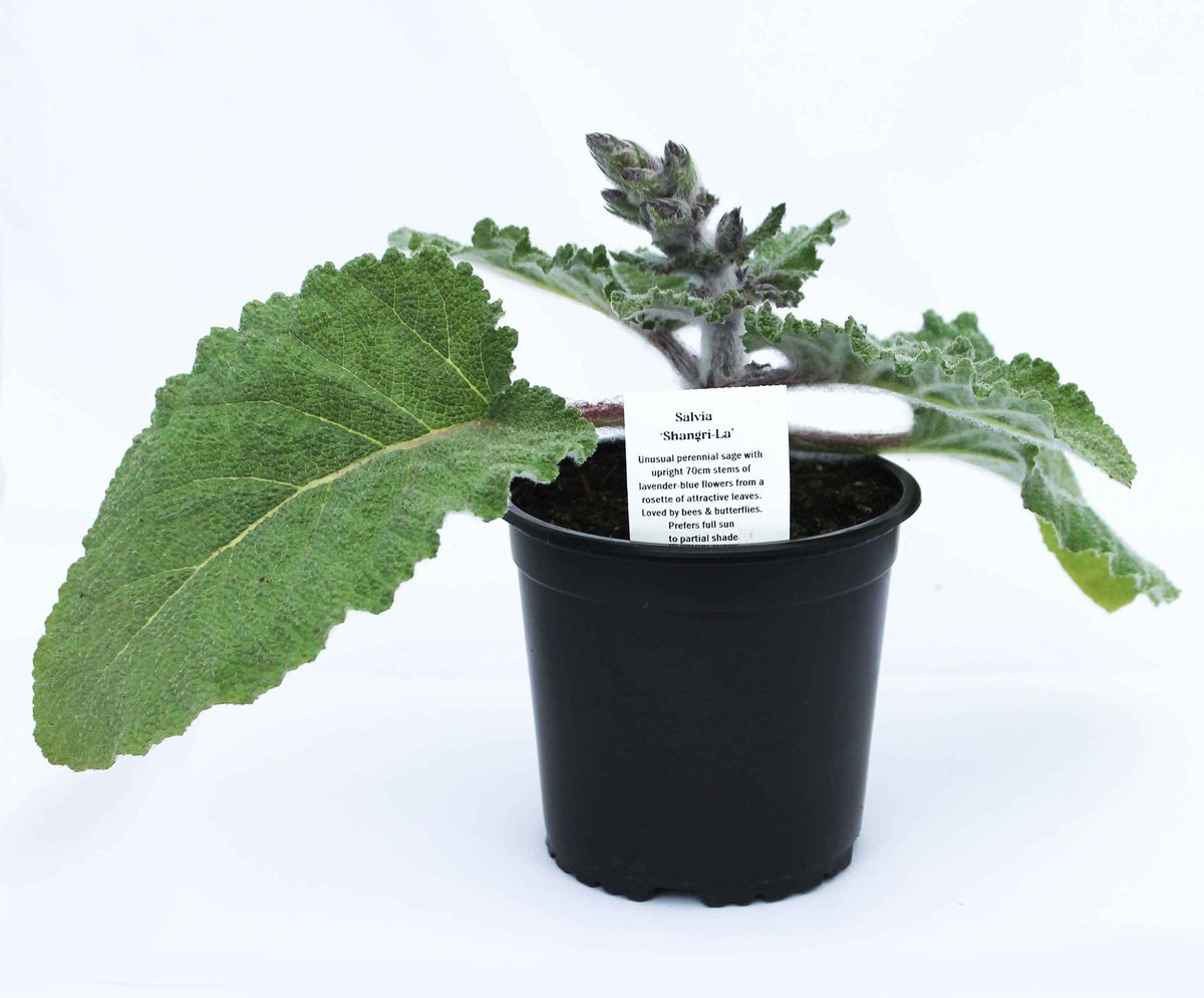 Salvia moorcroftiana x indica - Shangri-La, Perennial